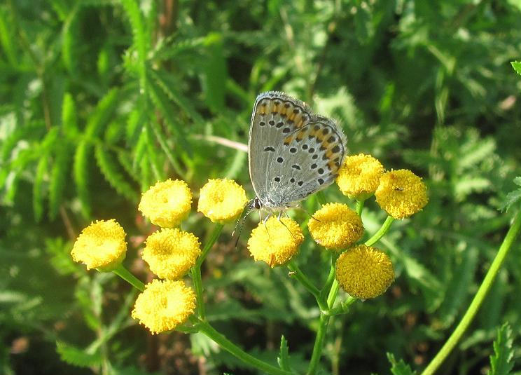 Lycaenidae da determinare